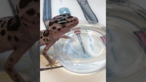 Леопардовый эублефар пьёт воду