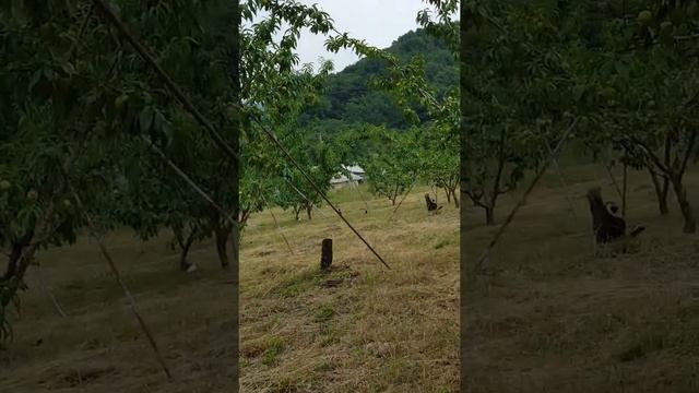 Добро Пожаловать в Корею. Казахстан ~ Корея смотреть онлайн