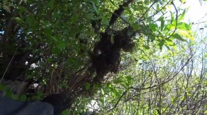 #пчелы #пасека #рой РОЙ ВЫЛЕТЕЛ.КАК ПОЙМАТЬ?ПЧЕЛЫ УЛЕТЕЛИ