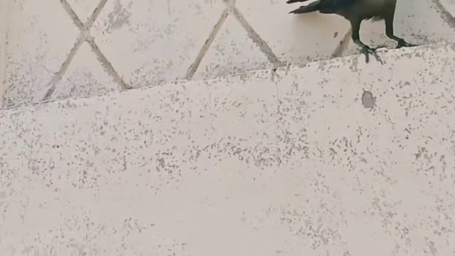 Crow eating meat || Crow video || Ворона ест мясо смотреть онлайн