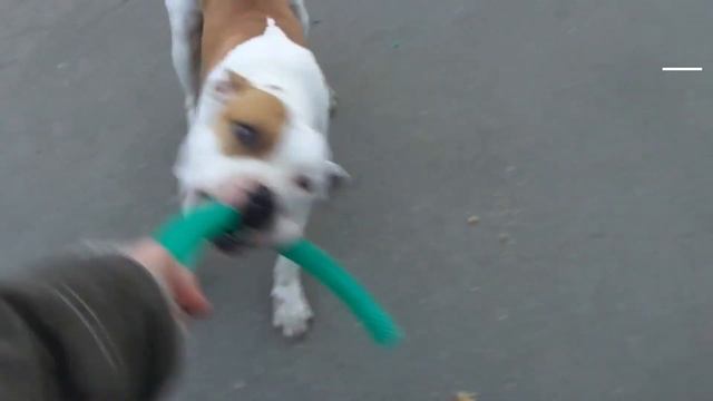 Когда решил поиграть с собакой смотреть онлайн