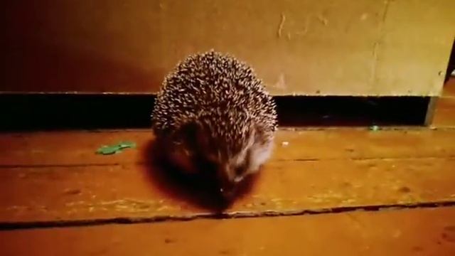 Hedgehog eats a bug 😋 Ежик кушает жука-усача смотреть онлайн