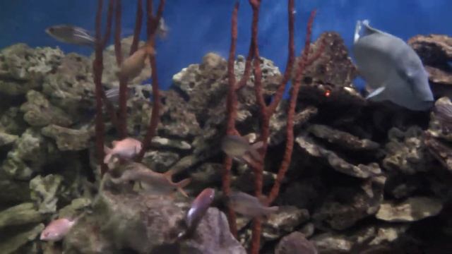 ОКЕАНАРИУМ САНКТ ПЕТЕРБУРГ смотреть онлайн