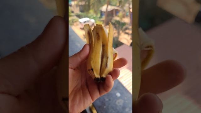 🍌 Однояйцовые Бананы в Гоа 👍 смотреть онлайн