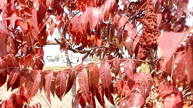 Красивая осенняя бордовая окраска листьев сумаха Beautiful autumn burgundy coloring of sumac leaves