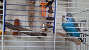 плюсы и минусы содержания волнистого попугая 🧋🦕💫