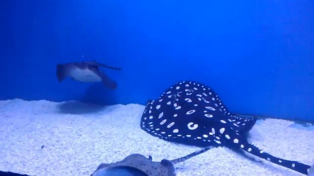 Веселые обитатели смотреть онлайн