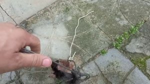 Ловля крота на самодельные ловушки проверяем что словили