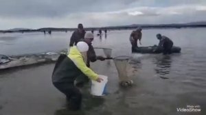 "Охота" на селёдку на Ольском Лимане