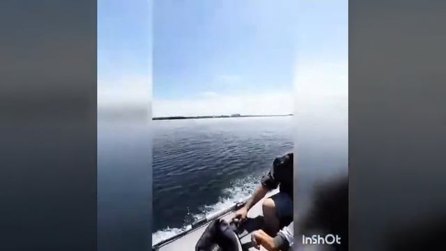 Остров сокровищ смотреть онлайн