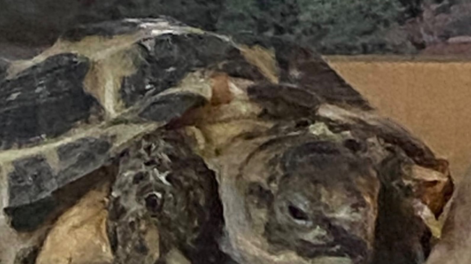 Жизнь двух черепашек. Сделали домик смотреть онлайн