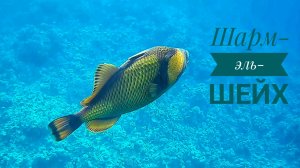 Египет/Красное море/ бухта Рас-Ум-Эль-Сид/подводный мир/2023