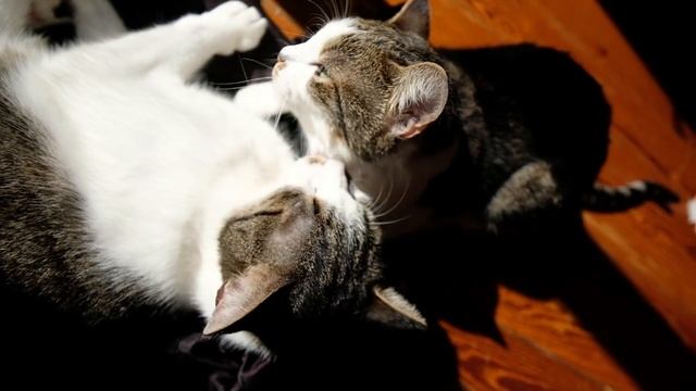 Взаимная любовь! ДОМАШНИЕ ЖИВОТНЫЕ смотреть онлайн