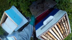 пчеловодство, постановка 3 корпуса дадан, расширение семьи