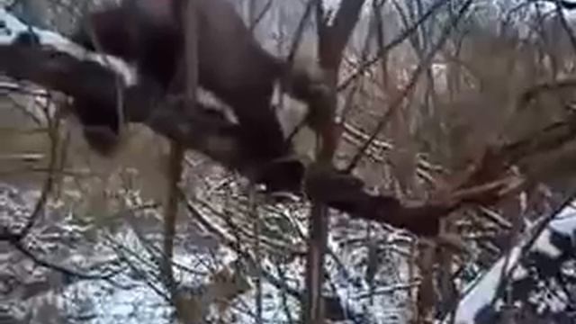Catching_marten_traps  _Ловля_куниц_капканами