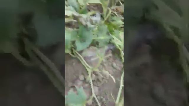 Твари в краснодарском крае,сожрали все дыни РФ.2019 год. смотреть онлайн