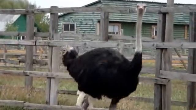 Ясногородская страусиная ферма смотреть онлайн