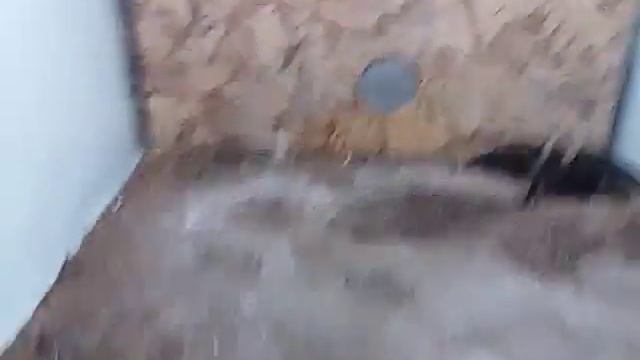 Паук птицеед смотреть онлайн