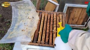 пчеловодство самая главная работа на пасеке весной