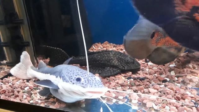 Краснохвостый сом