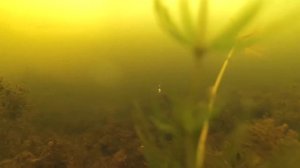 Ловля ротана.