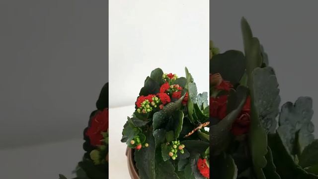 7 марта/проснулась бабочка🦋🥰💐 смотреть онлайн