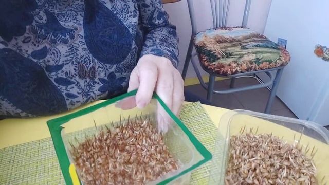 Проращиваю пшеницу, витамины для моих курочек зимой.