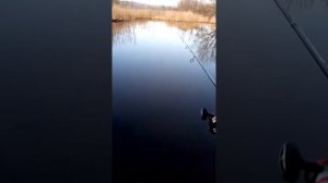 Спиннинг блек холе про теам с-702мл первые впечатления