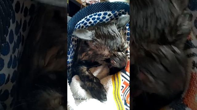 3. Мася после ванны. смотреть онлайн