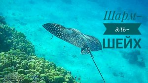 Подводный мир Красного моря, Египет, бухта Рас-Ум-Эль-Сид, 2023.