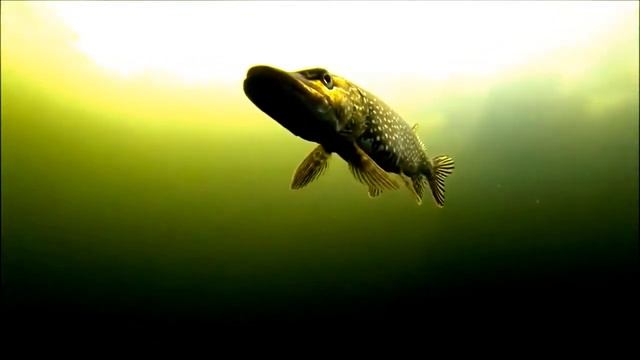 Щука наблюдает, но не клюет смотреть онлайн