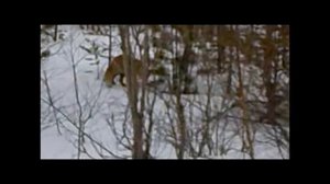 Ручная лиса