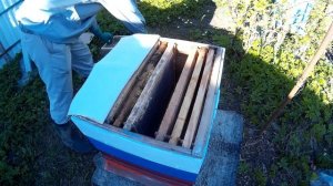 пчеловодство. пересадка пчелопакета/transplant small bee colonies