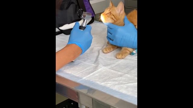 Симба едет на приём)#котенок#котеноксимба смотреть онлайн