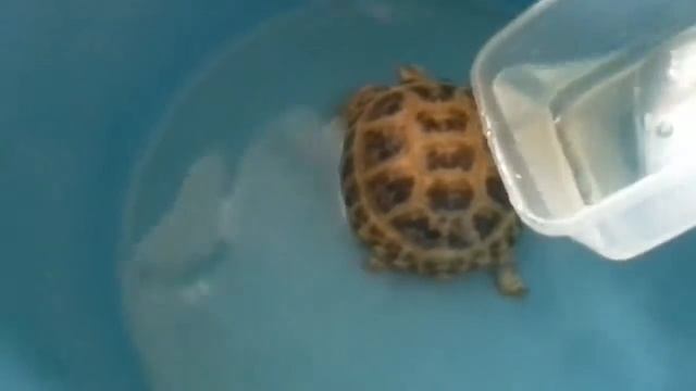 Купаю чери смотреть онлайн