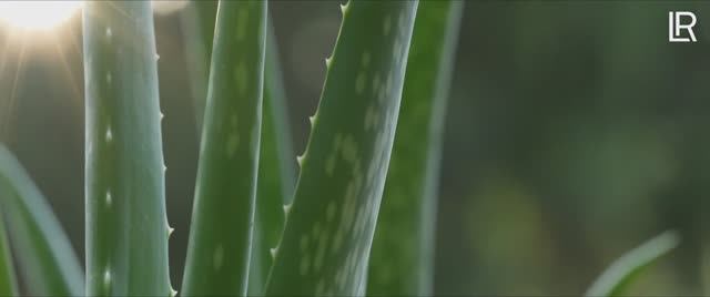 Алое Вера Барбаденсис Миллер смотреть онлайн