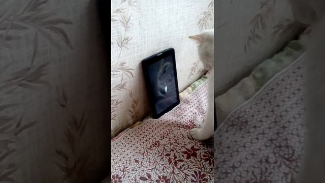 Котик ловит мышку смотреть онлайн