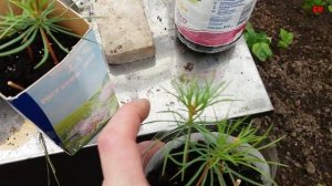 высаживаю кедры сад огород