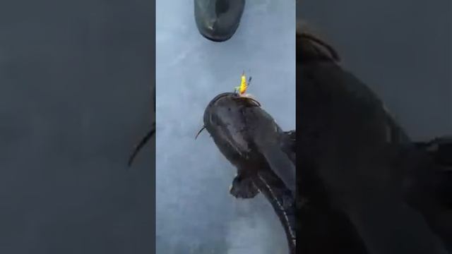 сом зимой, Липецк смотреть онлайн