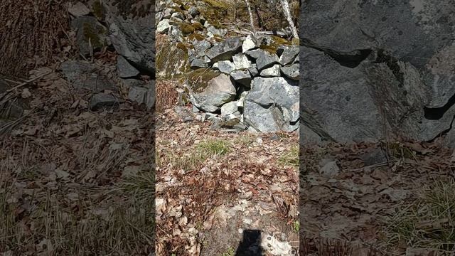 Гадюка и ящерица принимают солнечные ванны. Апрель 2023. смотреть онлайн