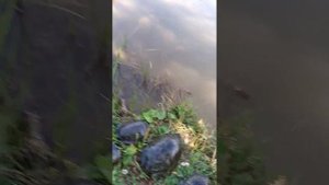 Выпускаем черепах на ,водоём в дикой природе ,дикость💯