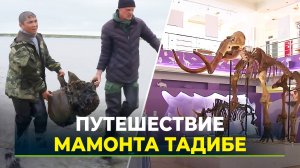 Скелет мамонта Тадибе отправят на реставрацию