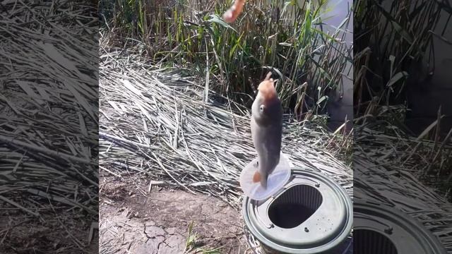 ловля сазана карася на кармушки смотреть онлайн