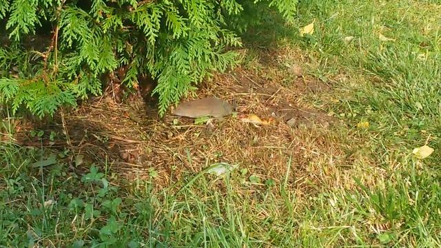 Миша готує запас на зиму / mouse gathers hay смотреть онлайн