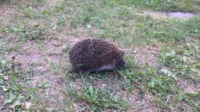 Ёжик на прогулке:) смотреть онлайн