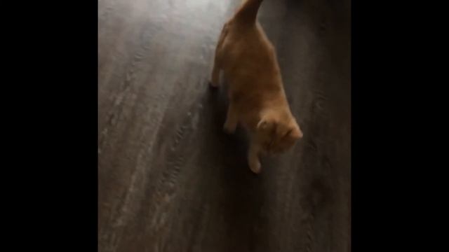 Slow Mo: мяч, лампа, кошка смотреть онлайн