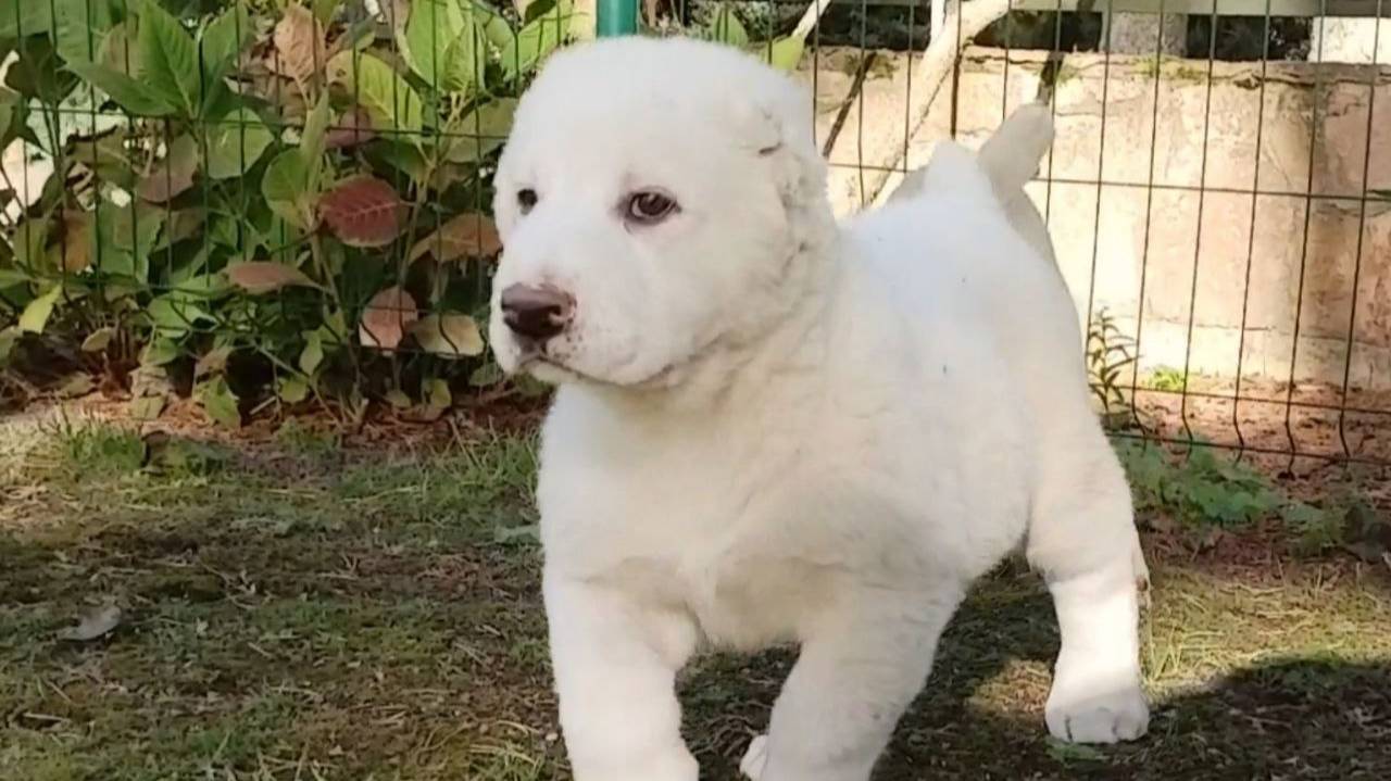Чару. Белоснежная принцесса. смотреть онлайн