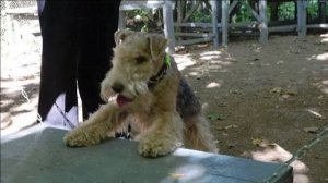 Догтренинг 559. Лейкленд терьер: от драк к интересным прогулкам. Курс коррекция молодой собаки