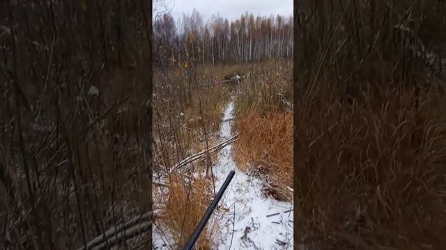 Вот сюда Бобры приходят на обед смотреть онлайн