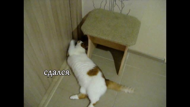 Кот и дверь смотреть онлайн